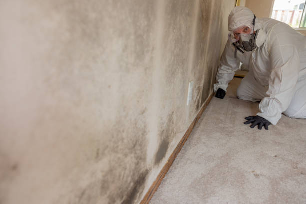 Reliable Payne, OH Mold Removal Solutions